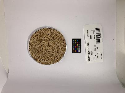 SEED
